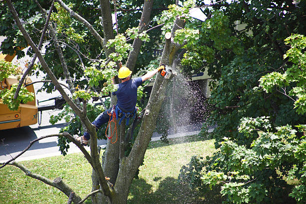 How Our Tree Care Process Works  in  Cottage Lake, WA