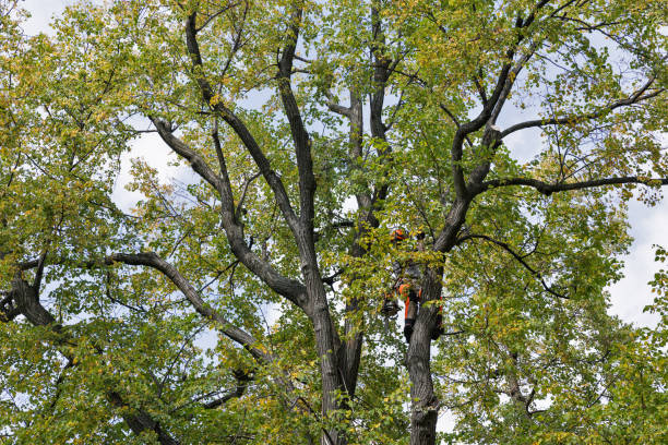 Trusted Cottage Lake, WA Tree Care Experts